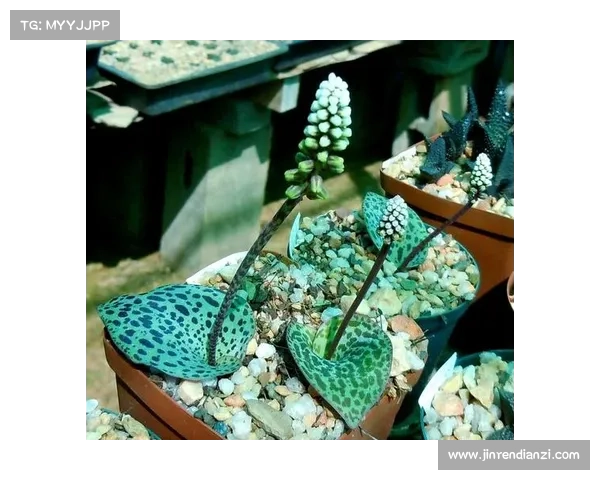 激战2中游侠如何驯服宠物全面指南与技巧解析 激战2中游侠如何驯服宠物全面指南与技巧解析