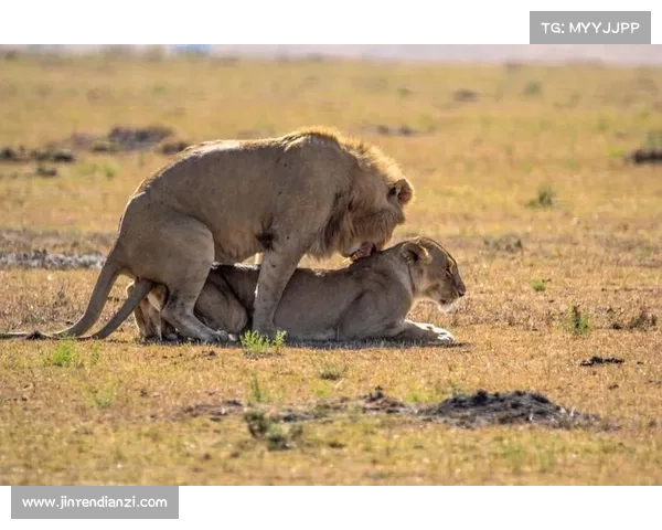哈弗茨点球为何被判无效 揭秘背后复杂判罚与规则争议